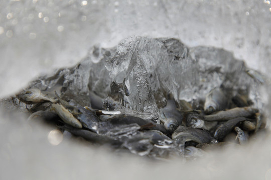 臭魚爛蝦死魚青蛙鲇魚