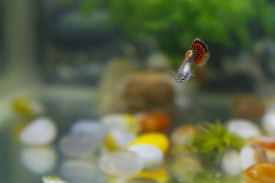 觀賞魚鳳尾魚小魚觀賞寵物
