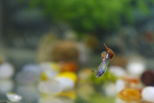 觀賞魚鳳尾魚小魚觀賞寵物