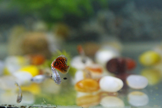 觀賞魚鳳尾魚小魚觀賞寵物