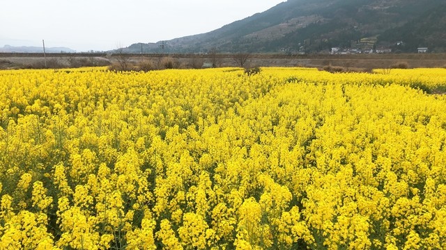 油菜花