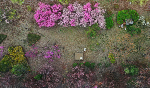 棗莊市山亭區(qū)城市街頭花盛開