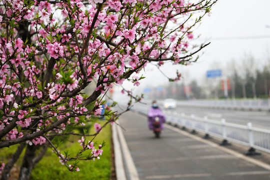 棗莊市山亭區(qū)城市街頭花盛開