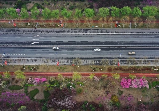 棗莊市山亭區(qū)城市街頭花盛開