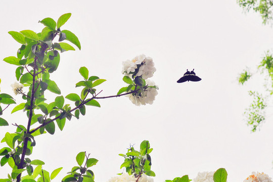 南京總統(tǒng)府花園蝴蝶