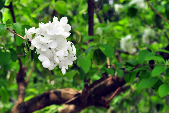 南京總統(tǒng)府花園繡球