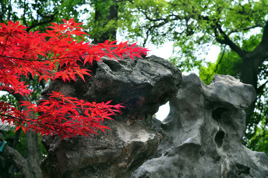 南京總統(tǒng)府花園楓葉