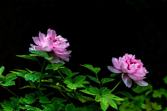 牡丹花盛開(kāi)