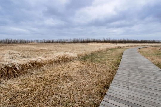 中國上海崇明島東灘濕地公園景觀