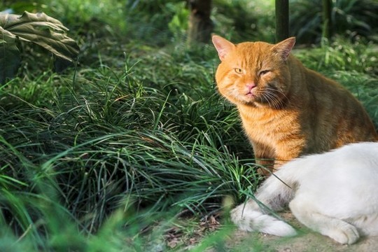 公園里可愛的野貓