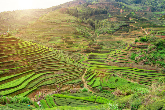 茶園風(fēng)光