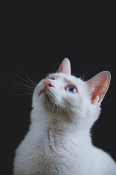 貓