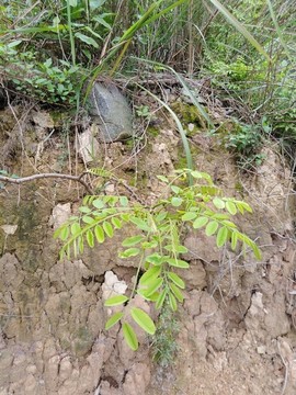 黃泥土背景紋理
