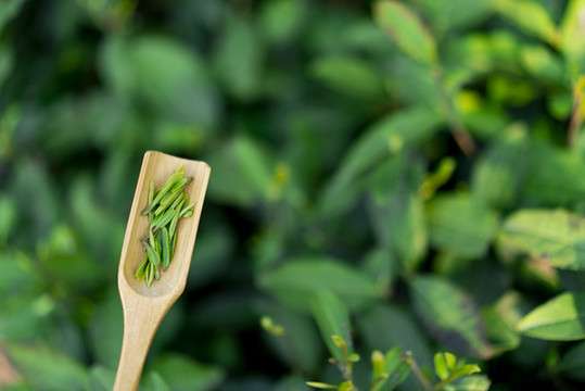 茶園新鮮綠茶