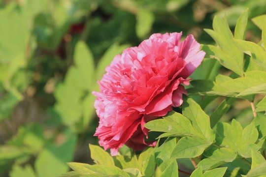 江蘇鹽城枯枝牡丹園