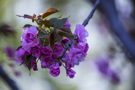 櫻花