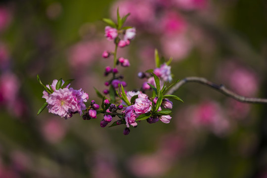 桃花