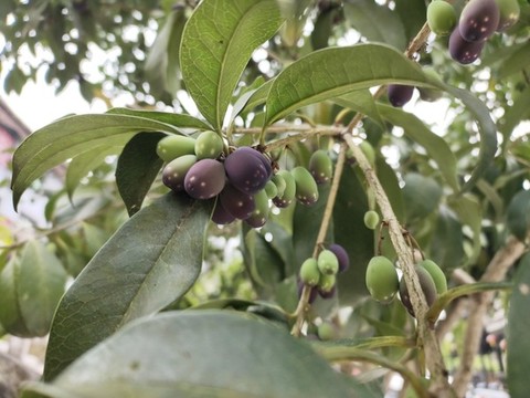 桂花樹(shù)果實(shí)