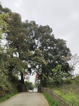 紅椆樹(shù)