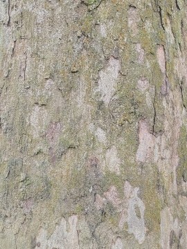 椆樹樹皮