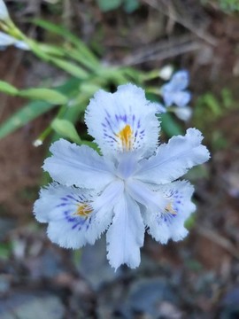 鳶尾花