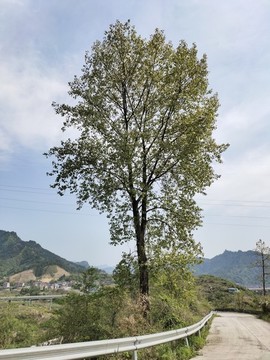 公路邊的大樹(shù)