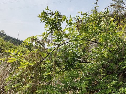 馬桑樹果實