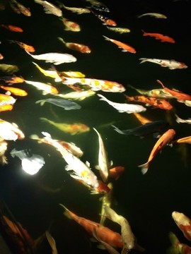 金魚