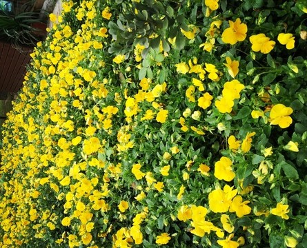 陽(yáng)蝶花