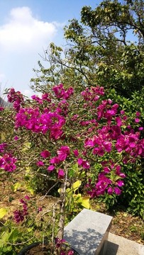 賀春紅