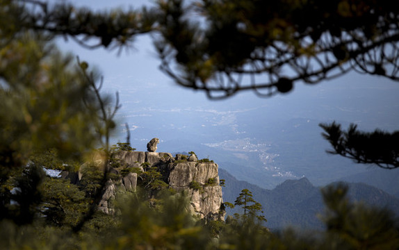 黃山石猴