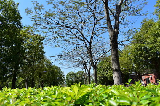 綠葉樹和藍(lán)天