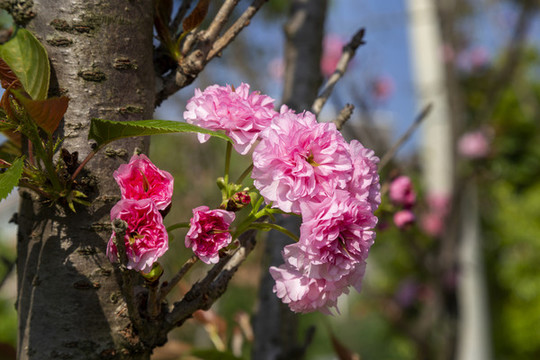 櫻桃花開(kāi)