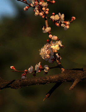春暖花開(kāi)