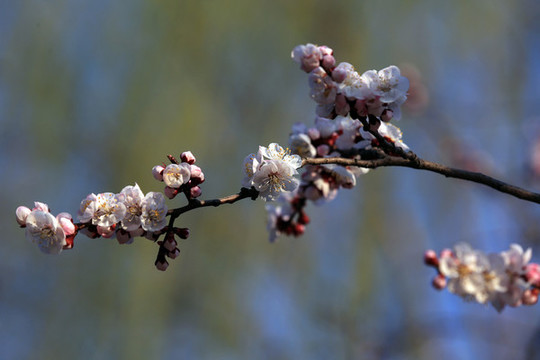 春暖花開