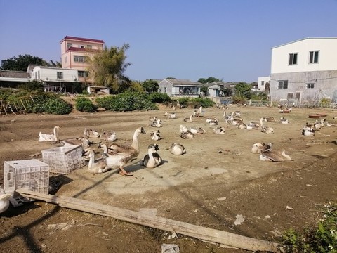 鵝場