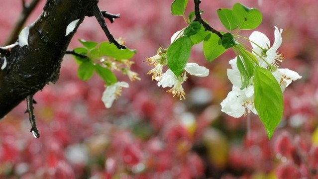 雨后的梨花
