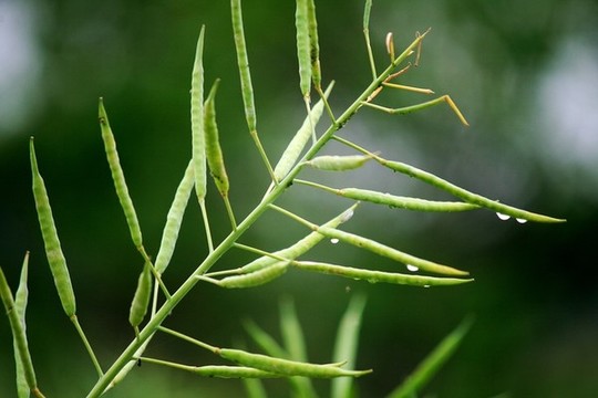 油菜角