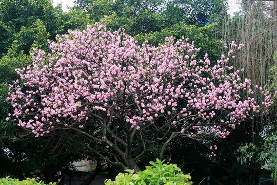 桃花樹(shù)