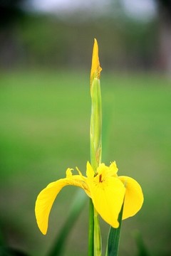 黃菖蒲