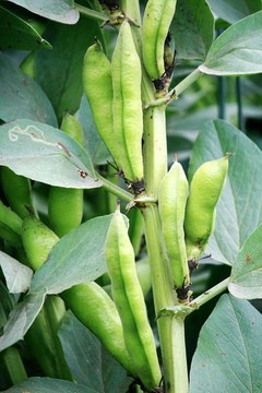 胡豆角