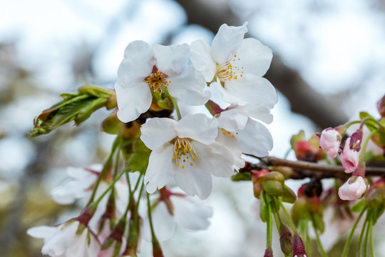 櫻花