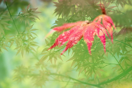 紅葉