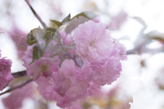 櫻花
