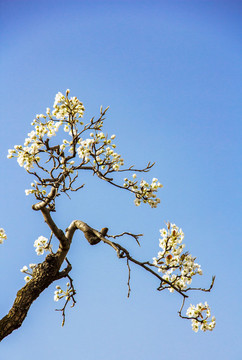 古梨樹(shù)枝葉花