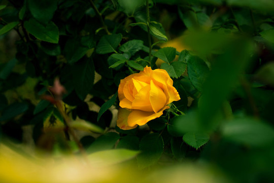 玫瑰花