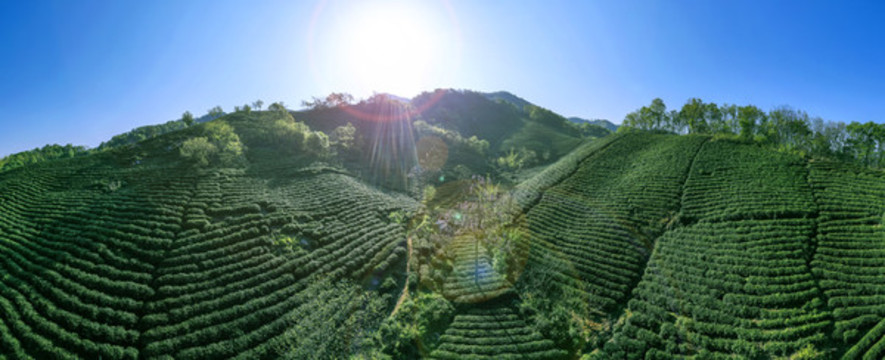 茶山茶田寬幅大圖
