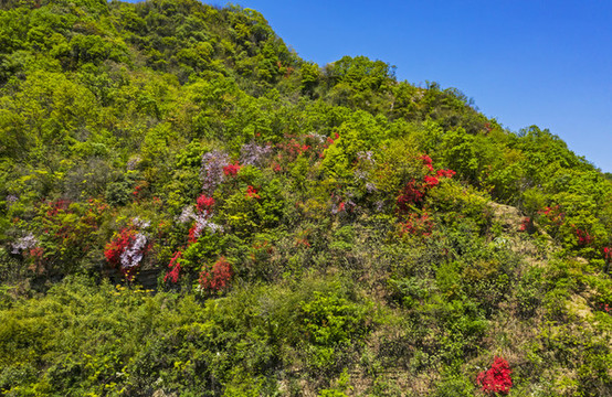 杜鵑花