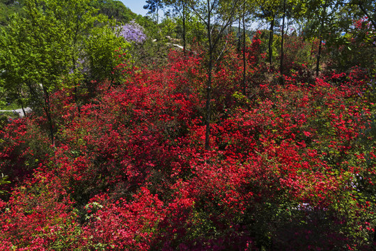 杜鵑花