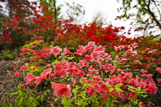 杜鵑花